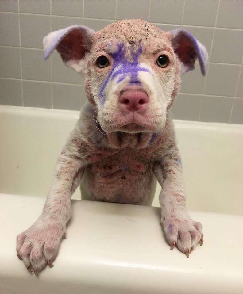 Hairless, painted puppy standing on edge of bathtub