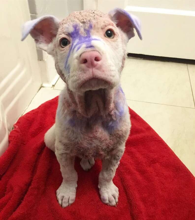 Hairless puppy covered in purple dye