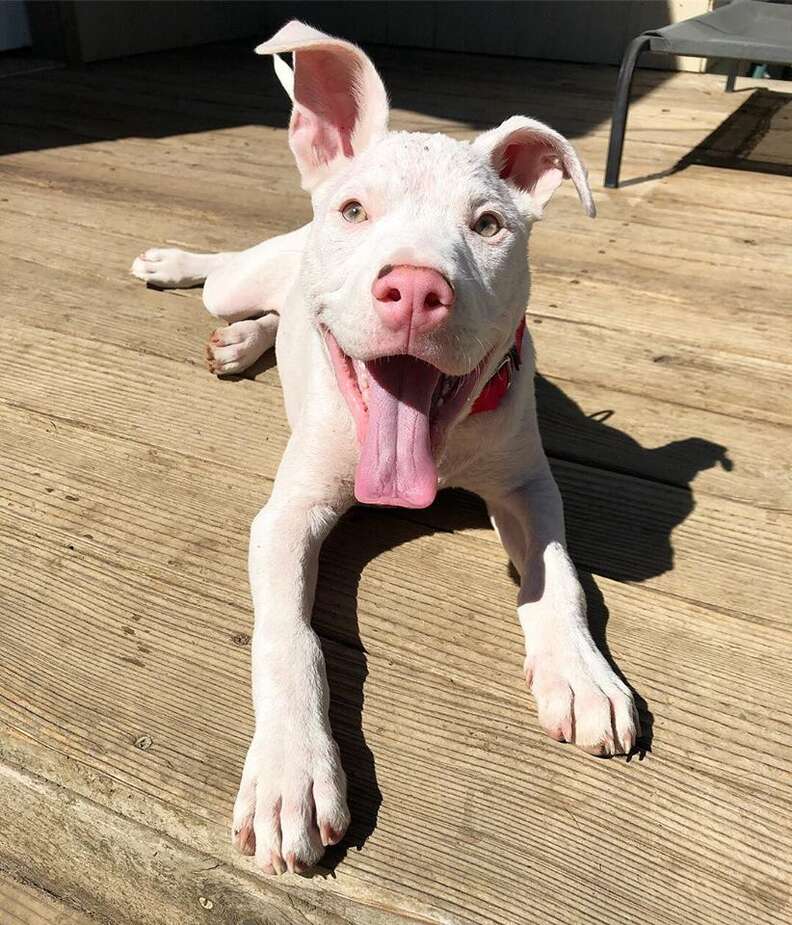 Healthy looking dog sitting on outside porch