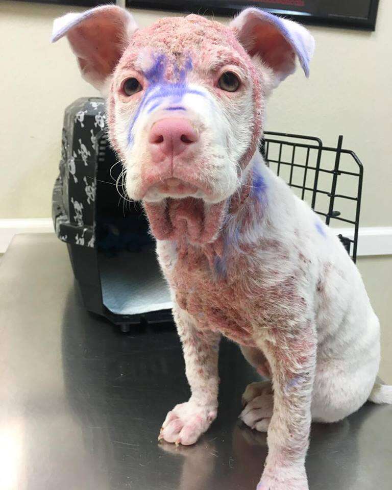 Hairless puppy covered in purple dye