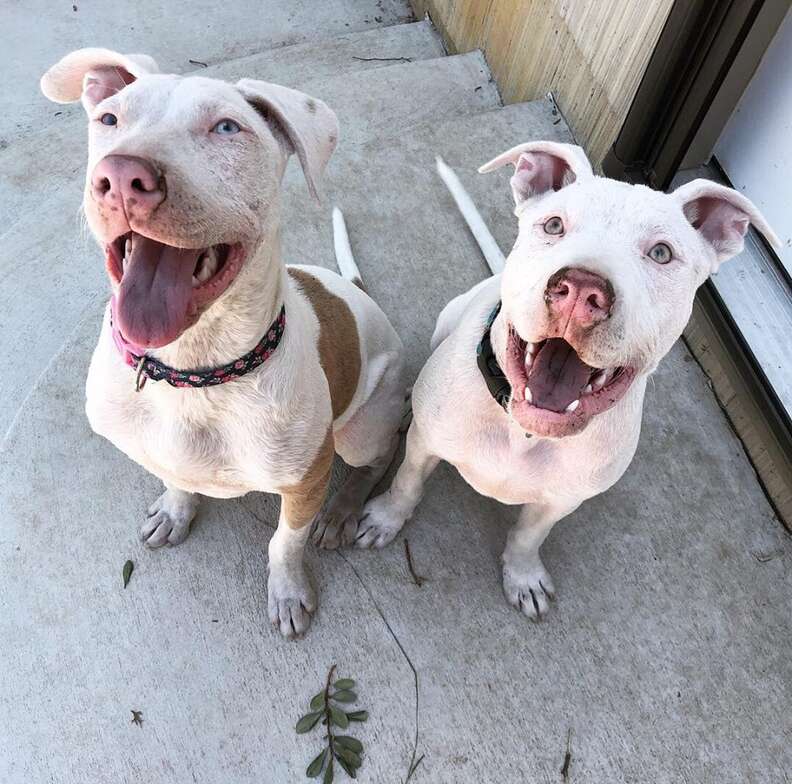 Two smiling puppies sitting on patio