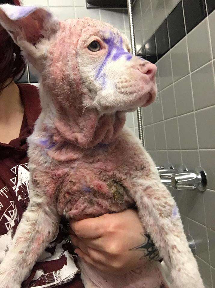 Puppy with bad case of mange