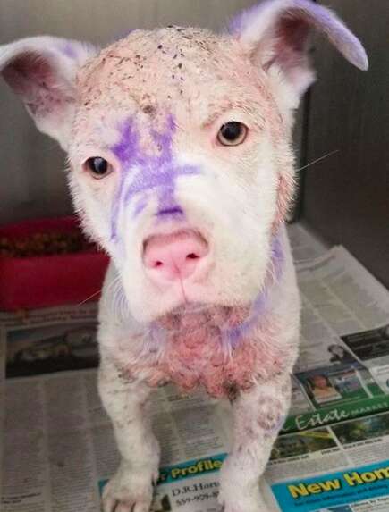 Hairless puppy covered in purple dye