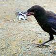 Crow picking up trash