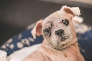 Dog with badly injured eye