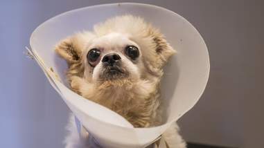 Dog with medical cone around his head
