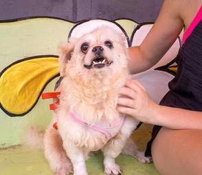 Woman touching happy looking dog