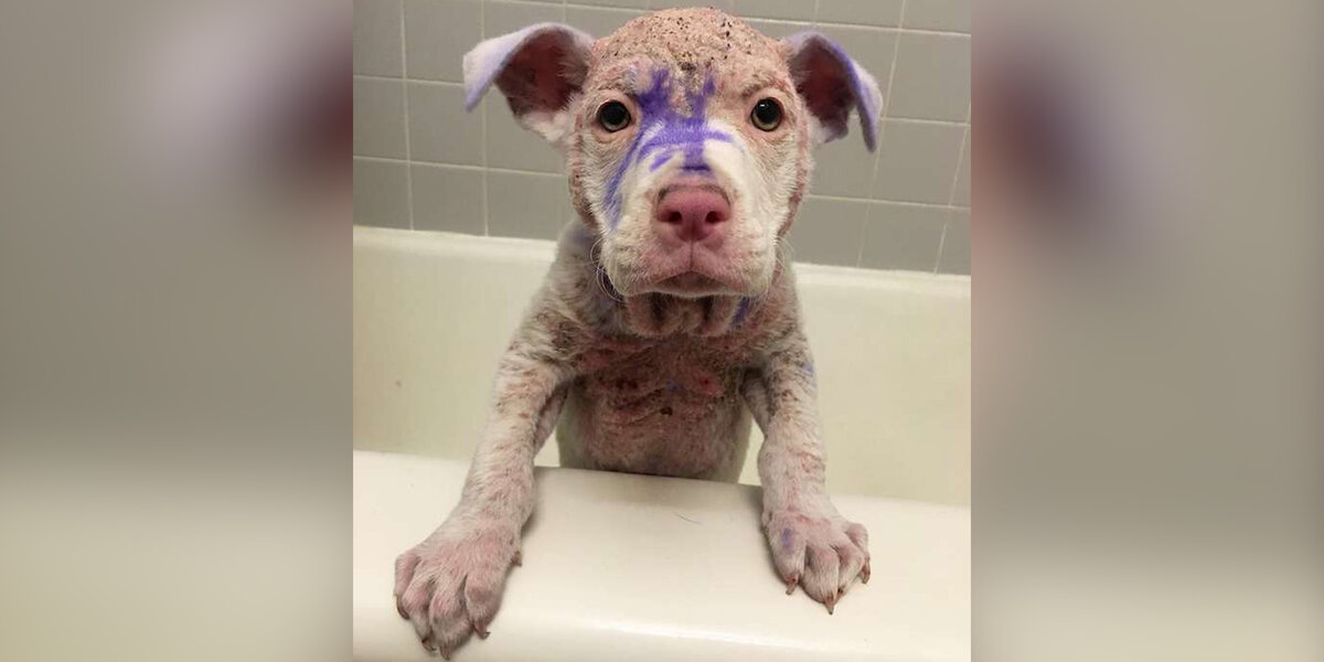 Woman Rescues Hairless Puppy Covered In Mysterious Dye