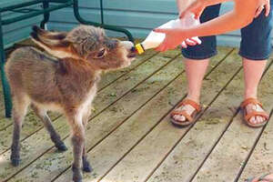 World's Tiniest Donkey Loves Playing Pranks On His Mom 