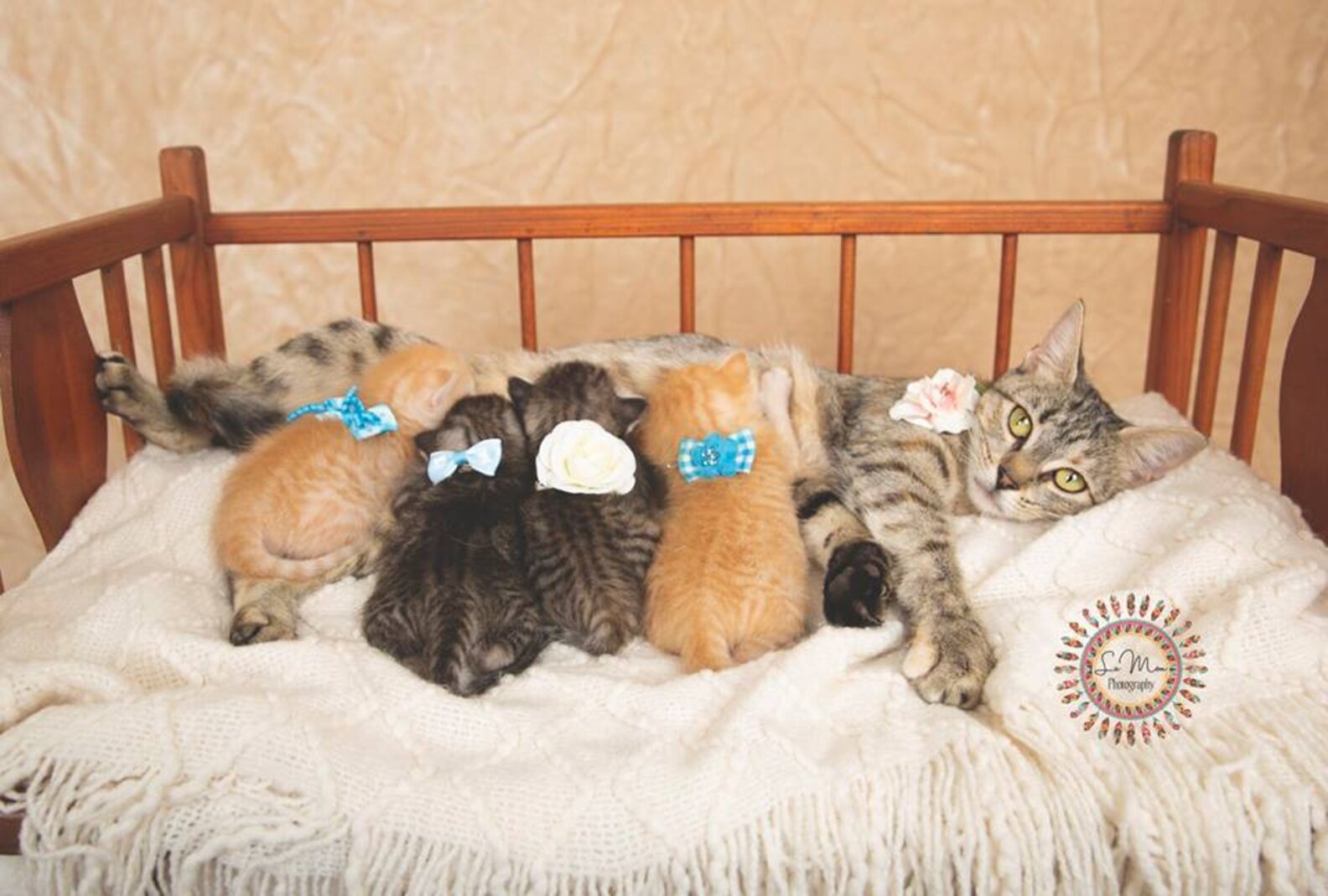 Stray Kittens Get Adorable Photoshoot To Help Them Find Forever Homes