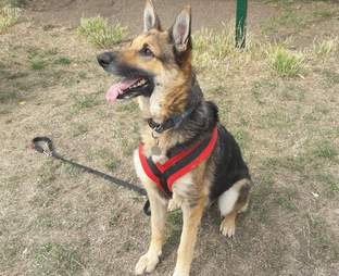 bald german shepherd