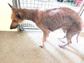 bald german shepherd