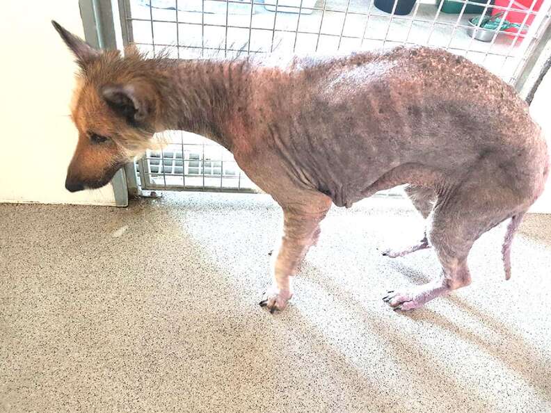 German shepherd losing hot sale hair on back