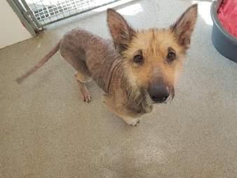 bald german shepherd