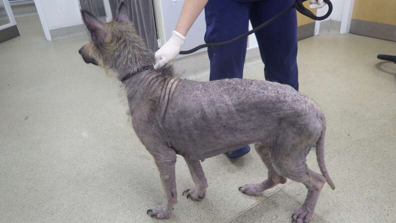 Bald Dog Spends A Year At The Shelter Before Her Fur Grows Back - The Dodo