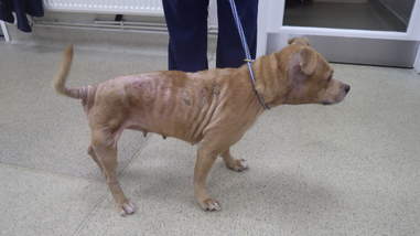 bald dogs