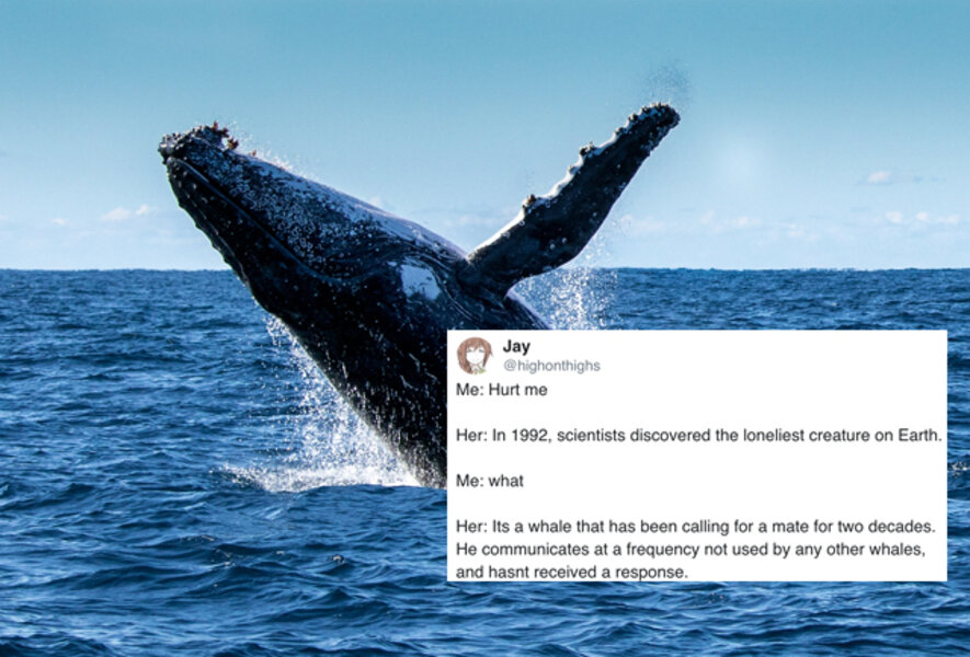 How Facebook's Meme App Whale Works