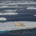 Polar bear family on the coast of Greenland