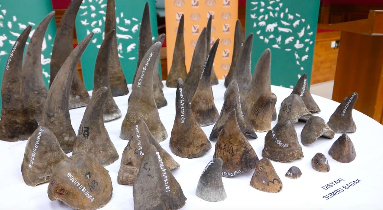 rhino horn malaysia smuggling