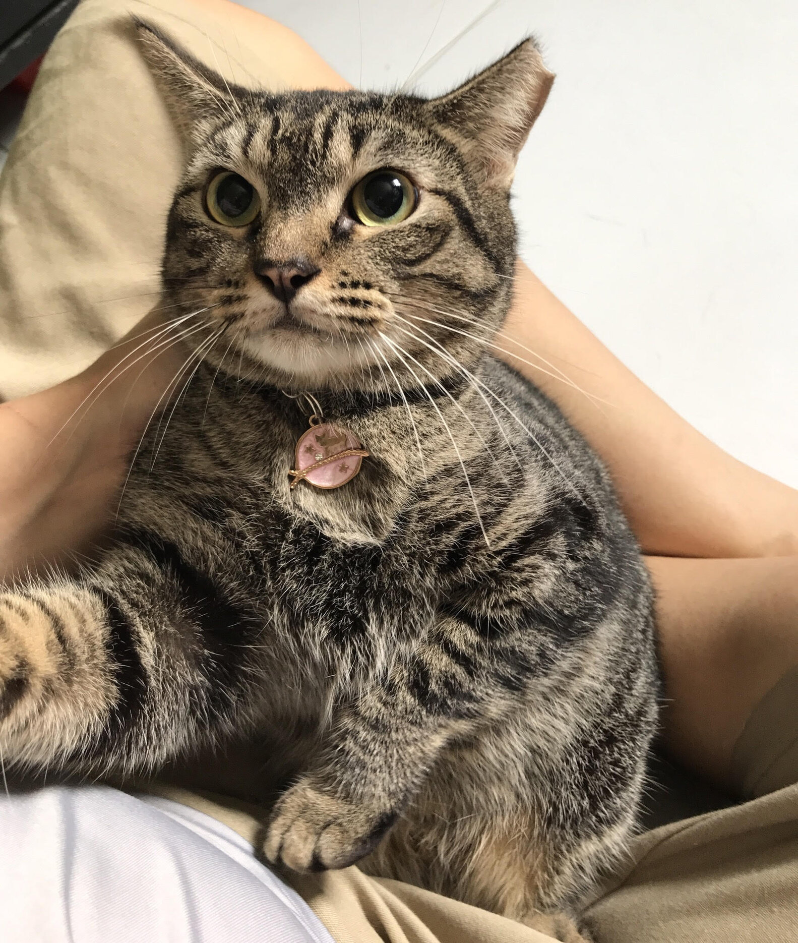 Scared, Rescued Cat Slowly Learns To Love People - The Dodo