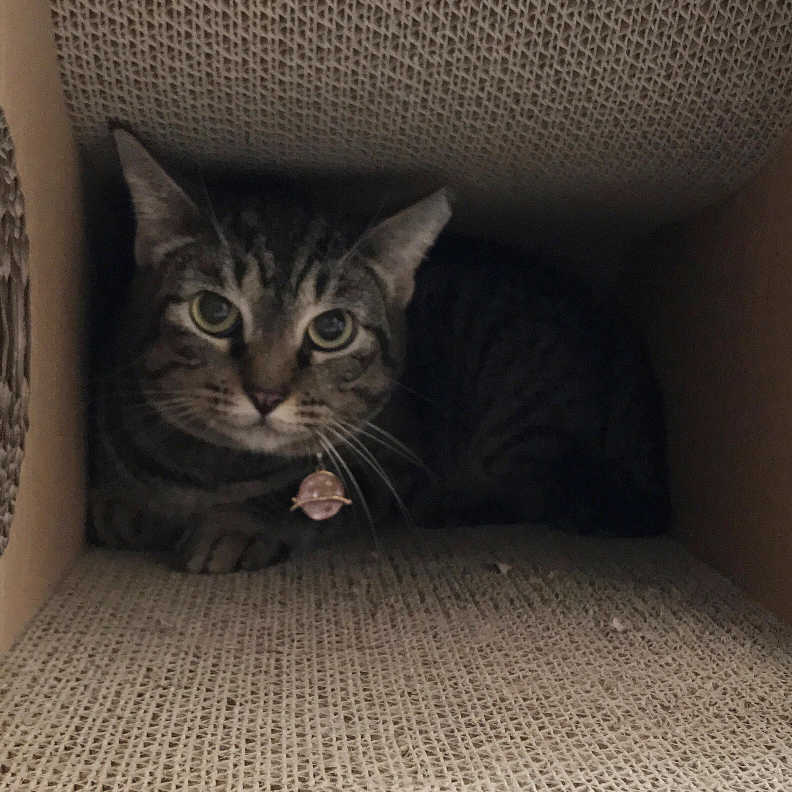 Scared, Rescued Cat Slowly Learns To Love People - The Dodo