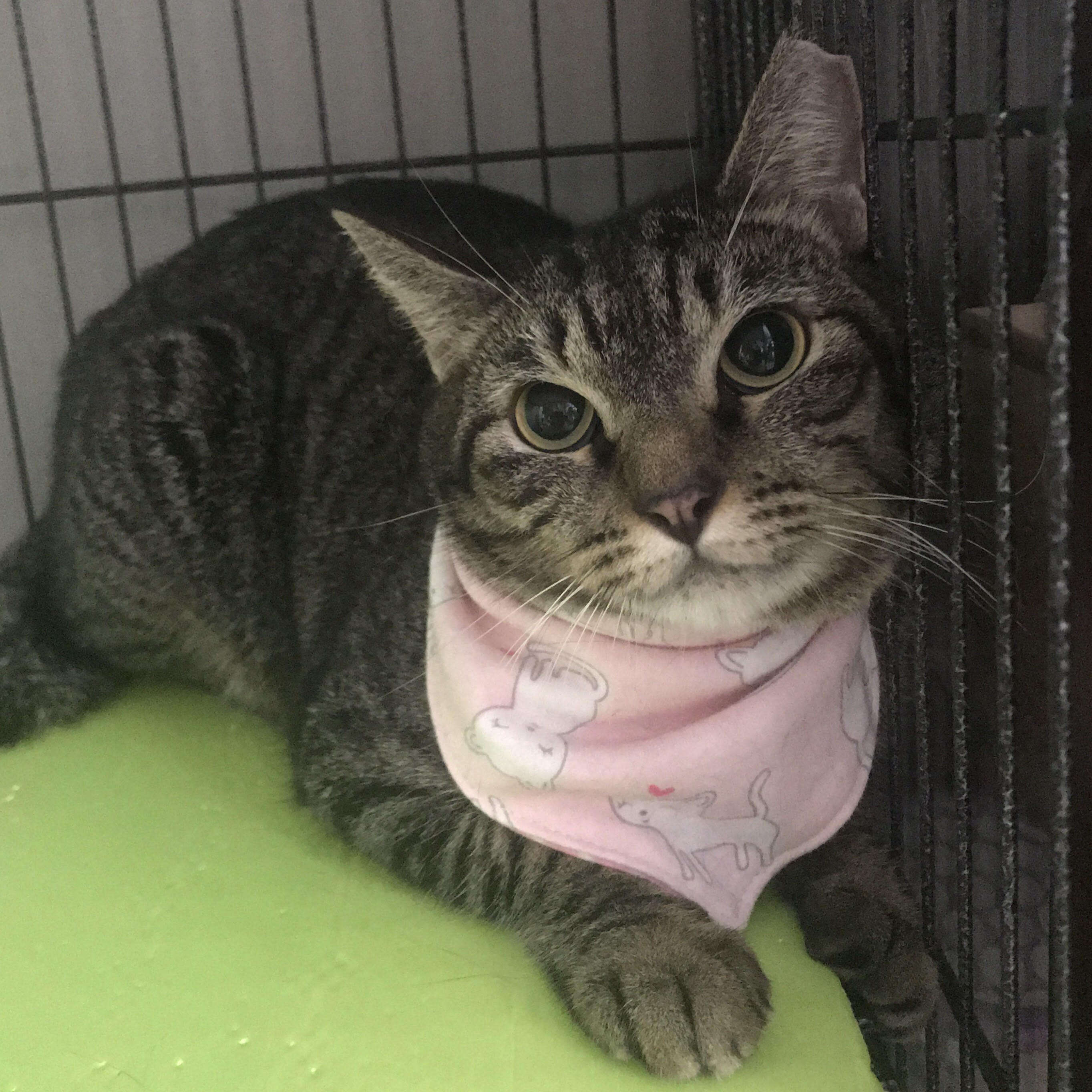Cat with pink bandana around her neck
