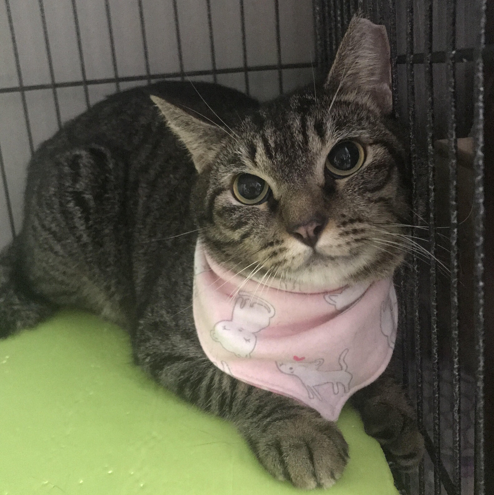 Scared, Rescued Cat Slowly Learns To Love People - The Dodo