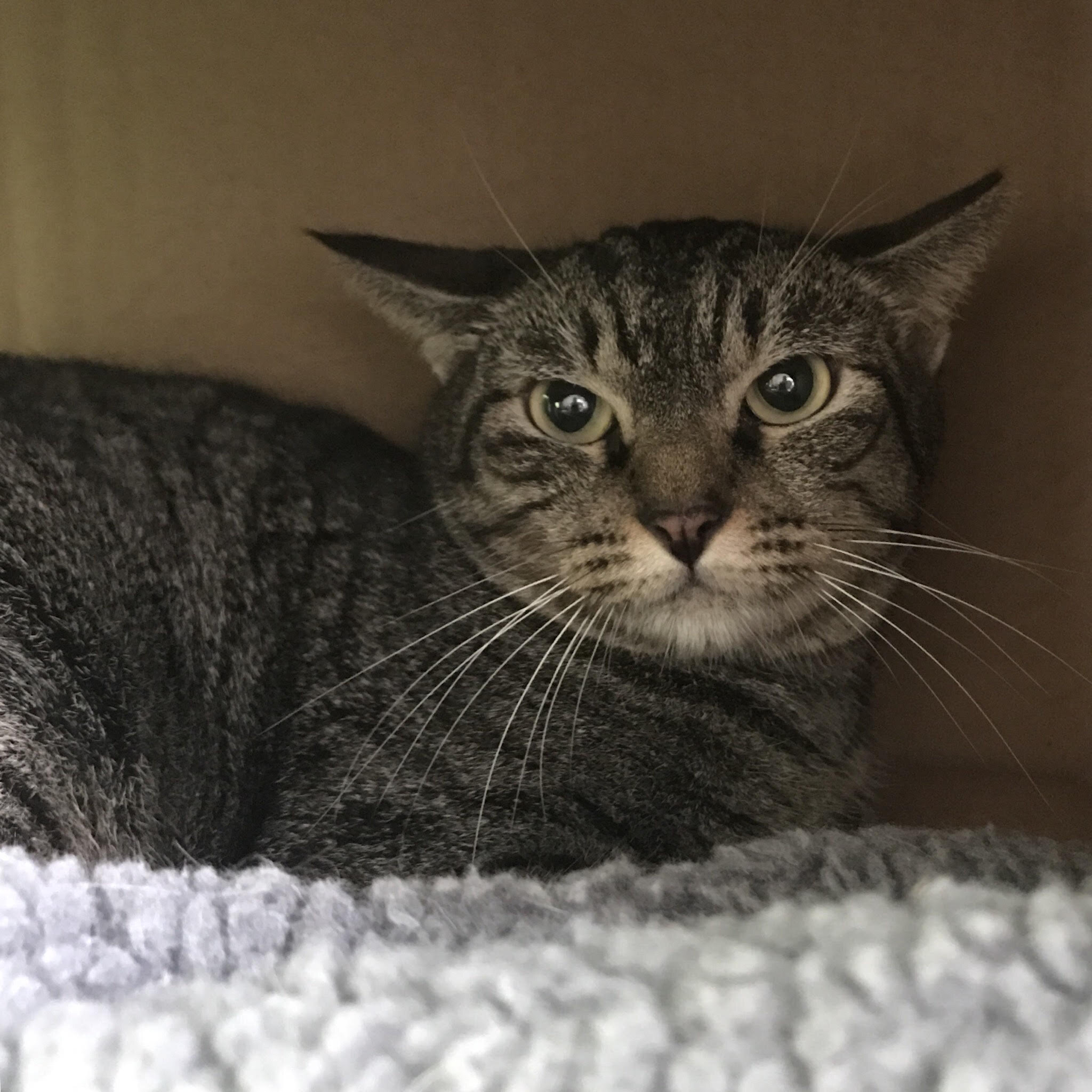 Scared, Rescued Cat Slowly Learns To Love People - The Dodo