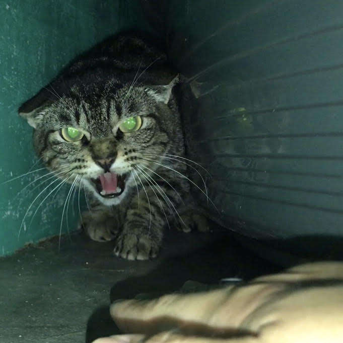 Scared cat backed up in corner