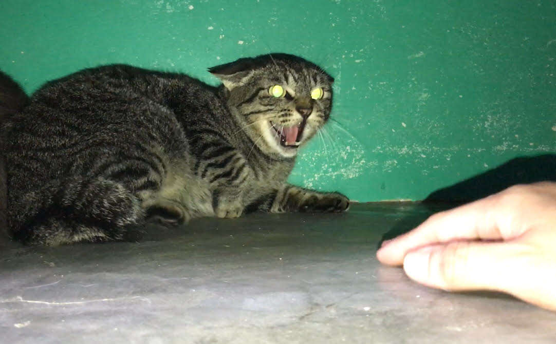 Scared and angry cat backed up in corner