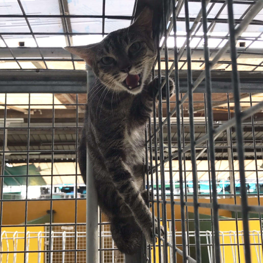 Scared cat climbing cage
