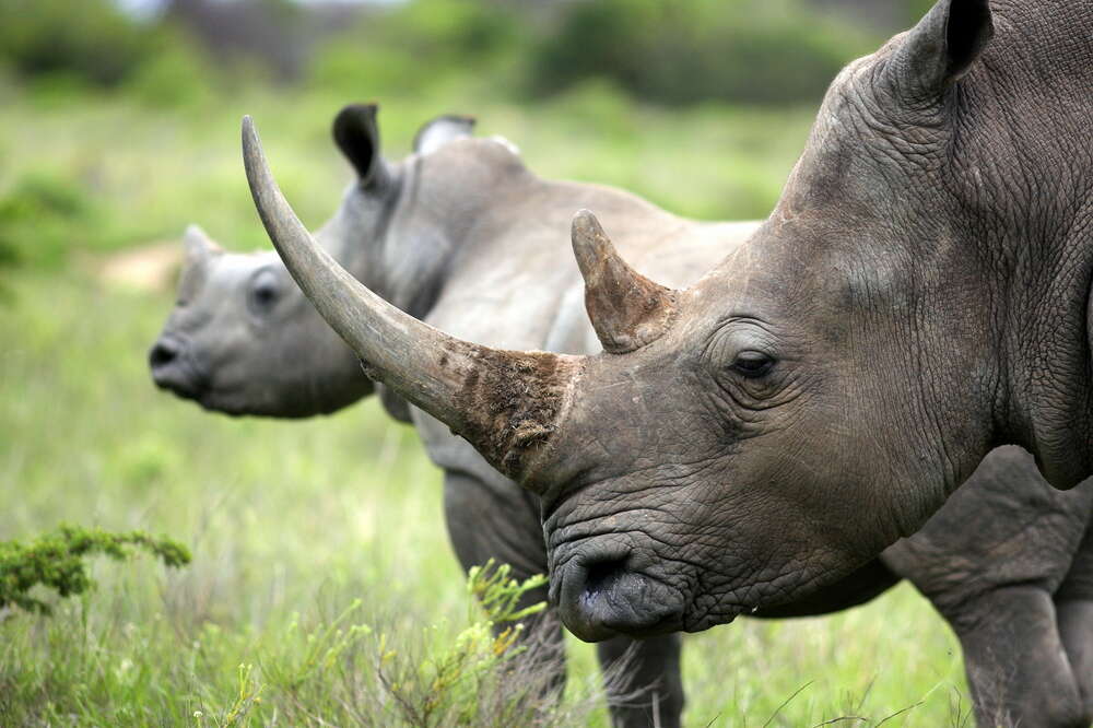 orphan rhino south africa
