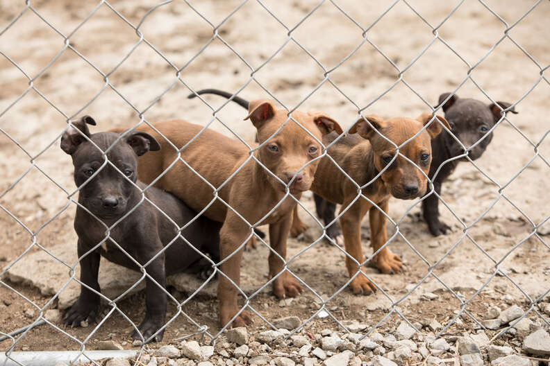 Cachorros detrás de la valla