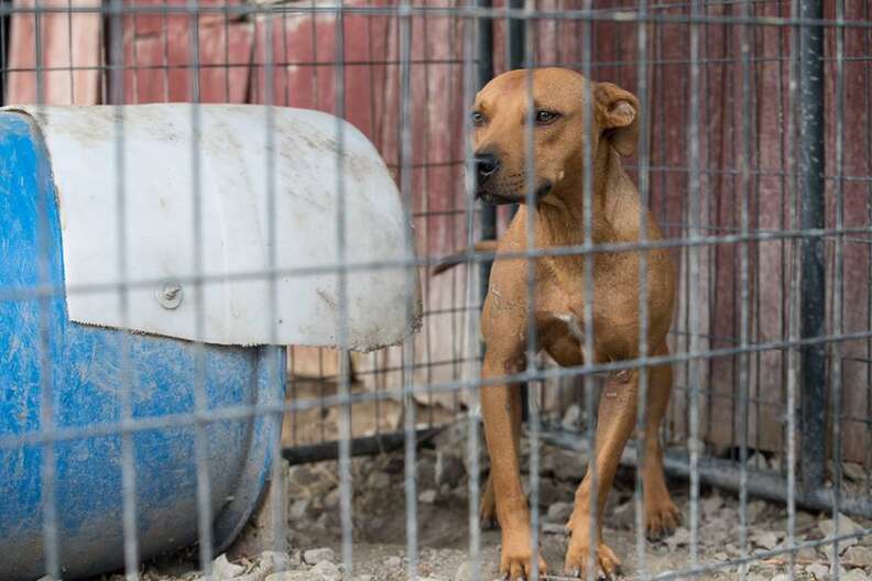 Perro encerrado en una jaula sucia