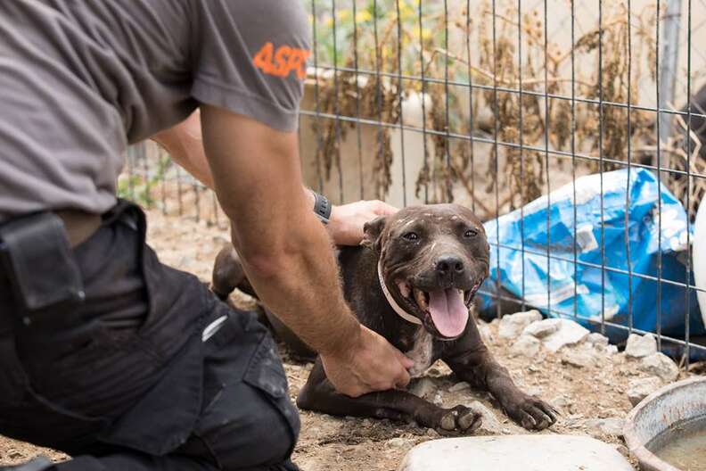 Hombre rescata a un perro de un ring de pelea