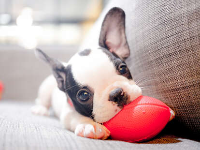 fur-ternity paid leave pet