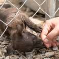 Person petting rescue puppy through chain link fence
