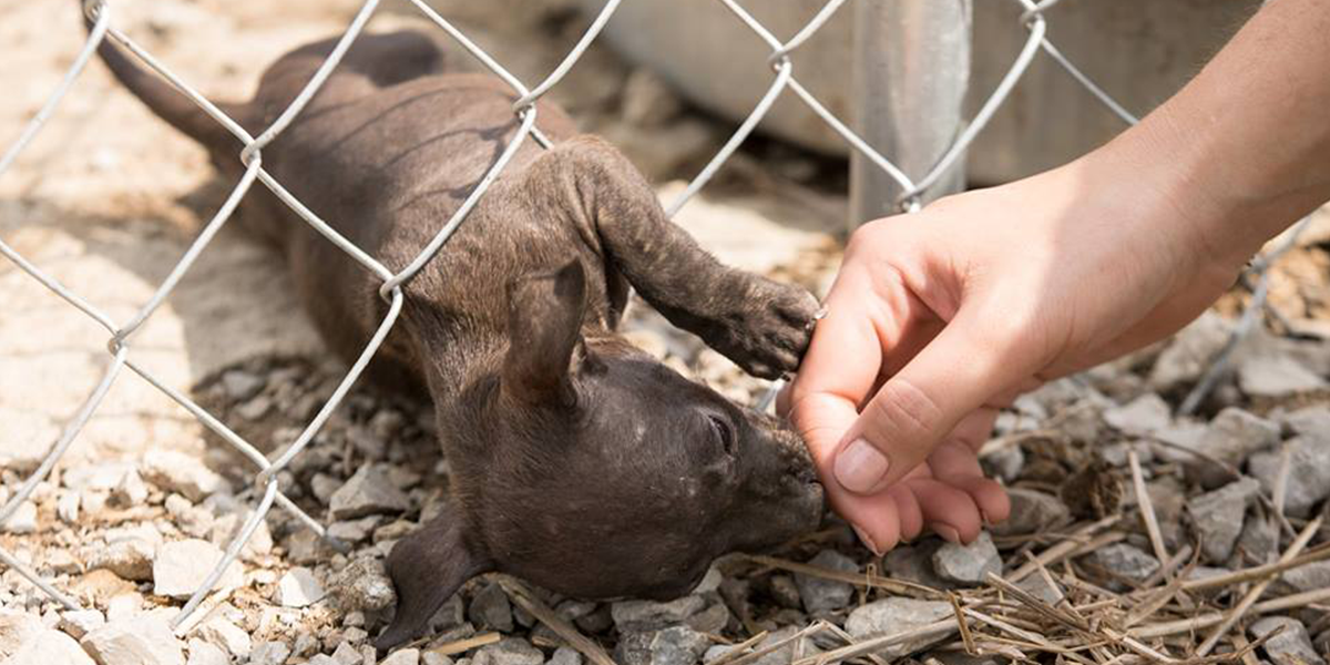 Authorities Discover Illegal Dogfighting Ring In Kansas The Dodo