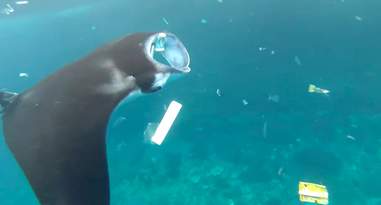 manta ray pollution eat
