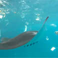 manta ray bali swimming