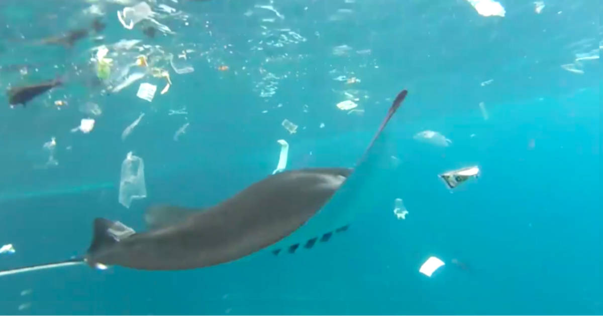 Manta Ray Spotted Swimming Among Garbage In Bali - The Dodo