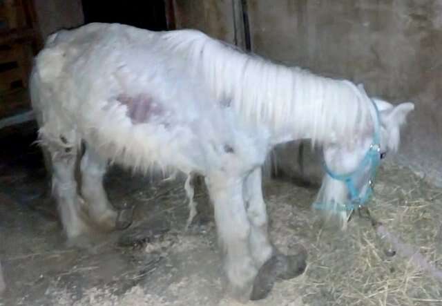Neglected pony with overgrown hooves in Spain