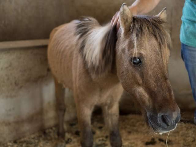 Abandoned pony saved by Easy Horse Care Rescue Center in Spain
