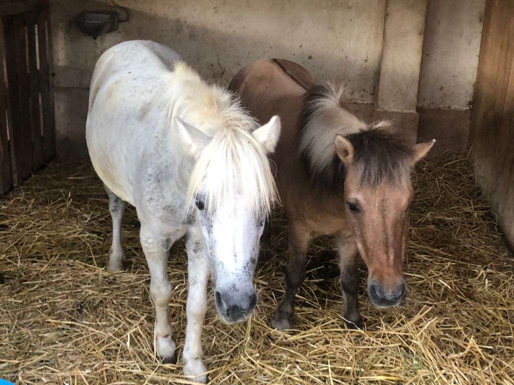 Rescued ponies who fell in love at sanctuary in Spain