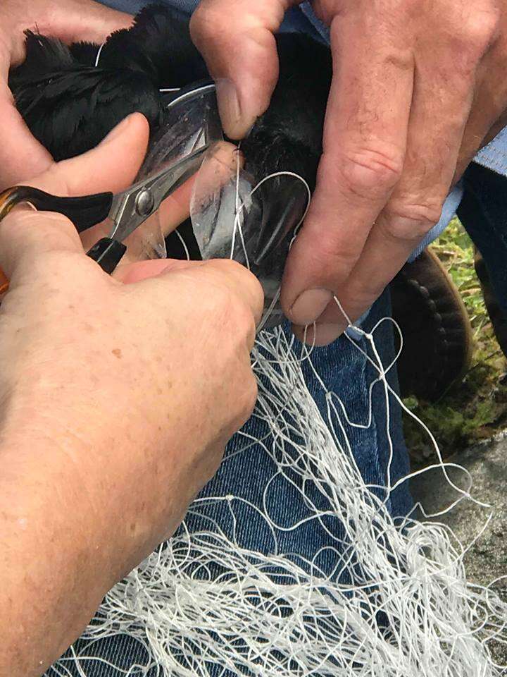 Rescuers cutting off plastic lid from raven's mouth