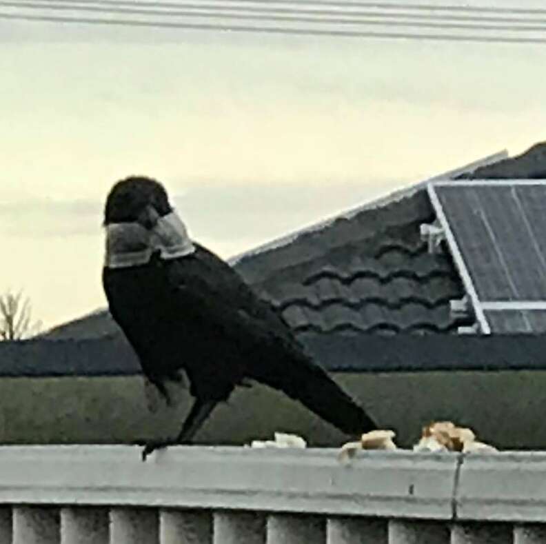 Raven with plastic lid caught around head