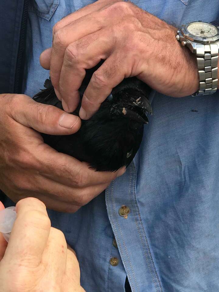 Man cradling injured raven in his arms