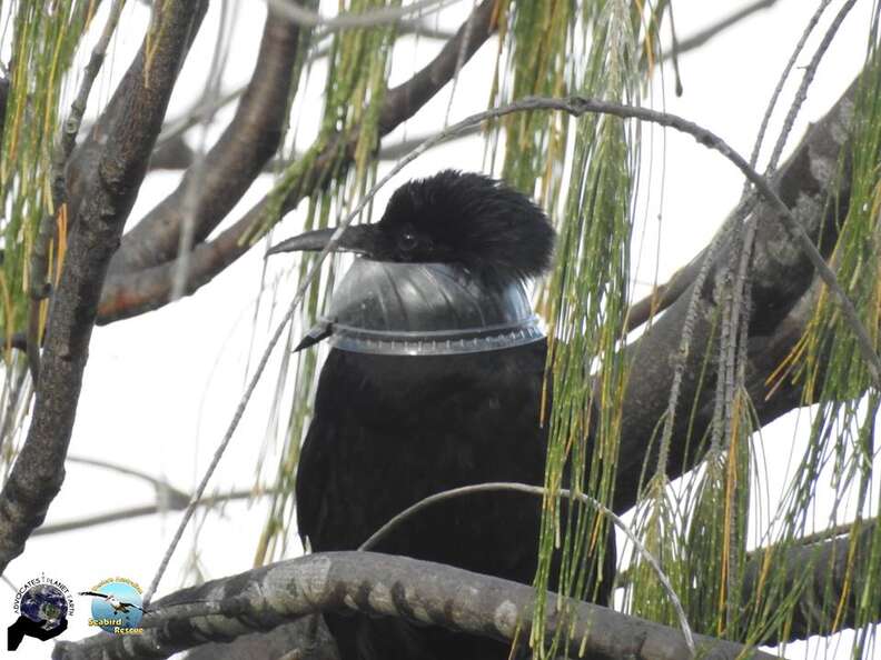 Raven with plastic lid caught around his head