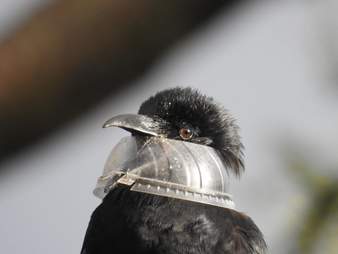 Raven with plastic lid caught around his head