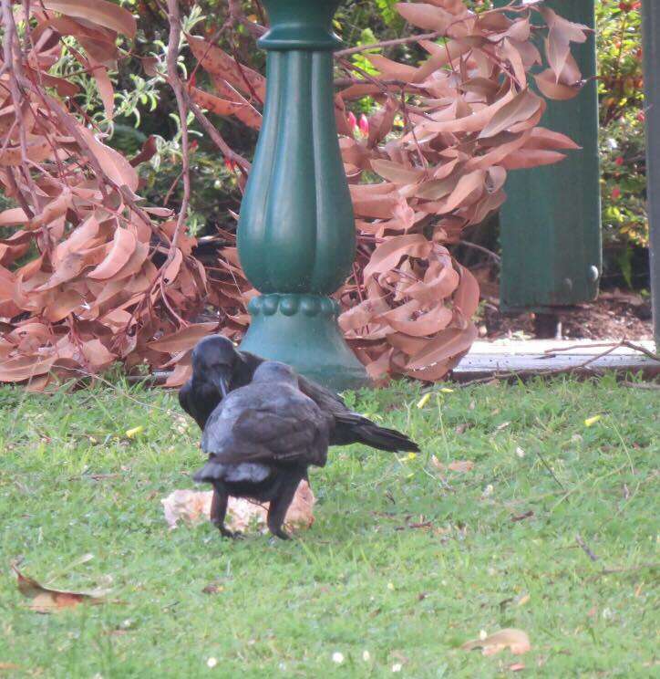 Two ravens on the ground together